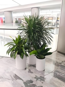 宁波海曙花卉出租设计，为空间增添多彩魅力